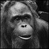 C.J. the Orangutan