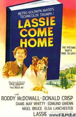 Affiche de film Torna a casa Lassie!