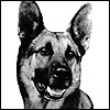 Strongheart The Dog