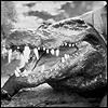 Burt The Saltwater Crocodile Burt The Saltwater Crocodile