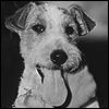 Asta The Dog