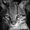 Bruce The Ocelot